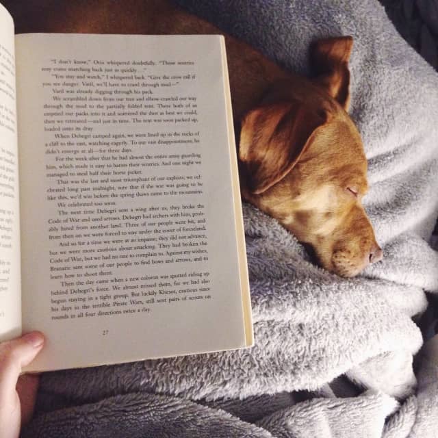 reading in bed with dog