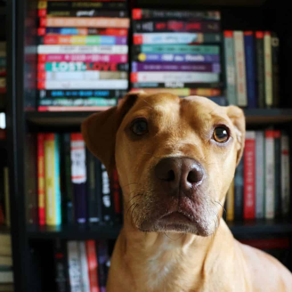 dog bookshelf