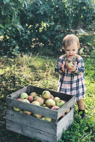 Apple picking with toddler